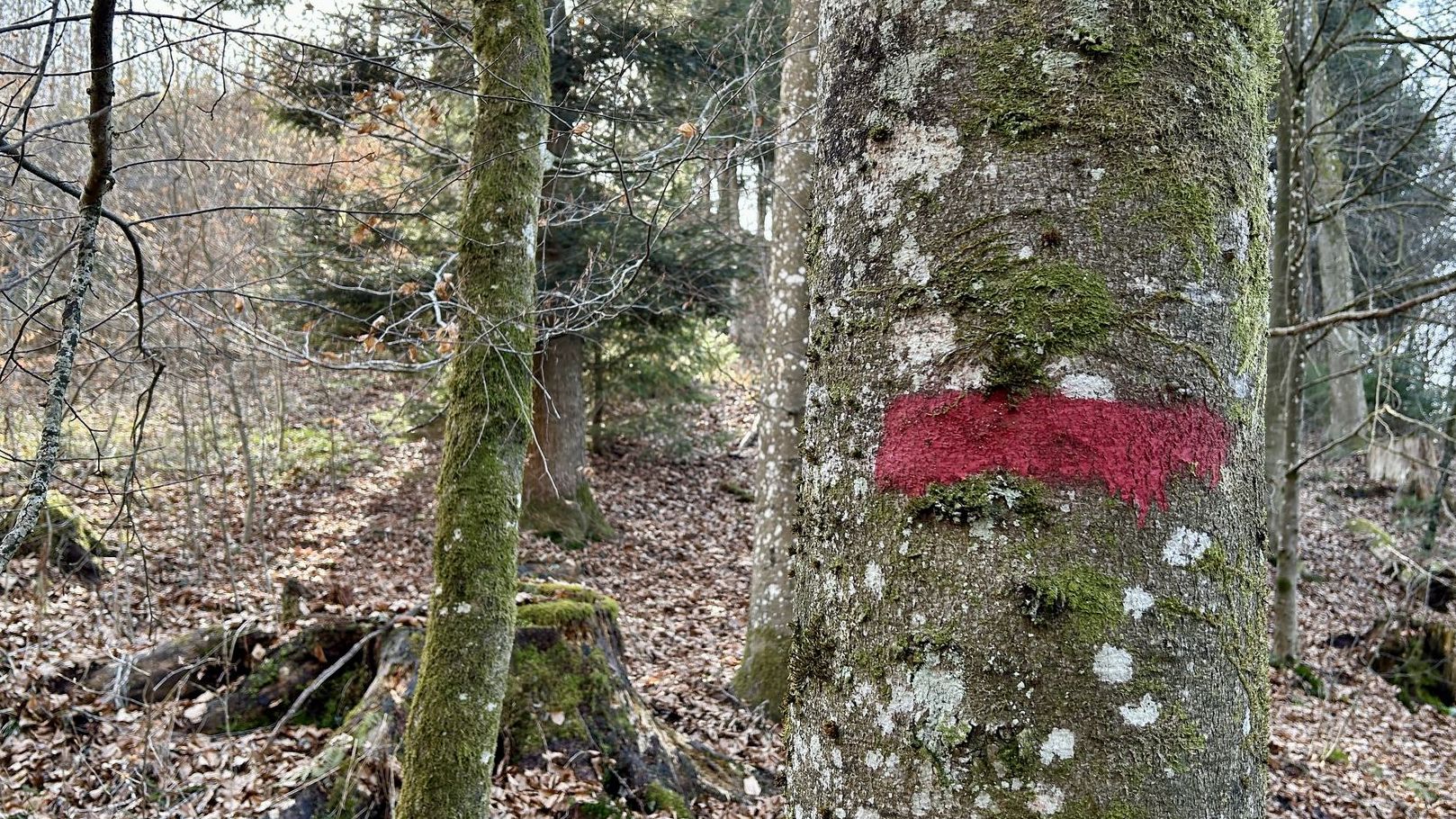 Marquage des arbres FBB ou T