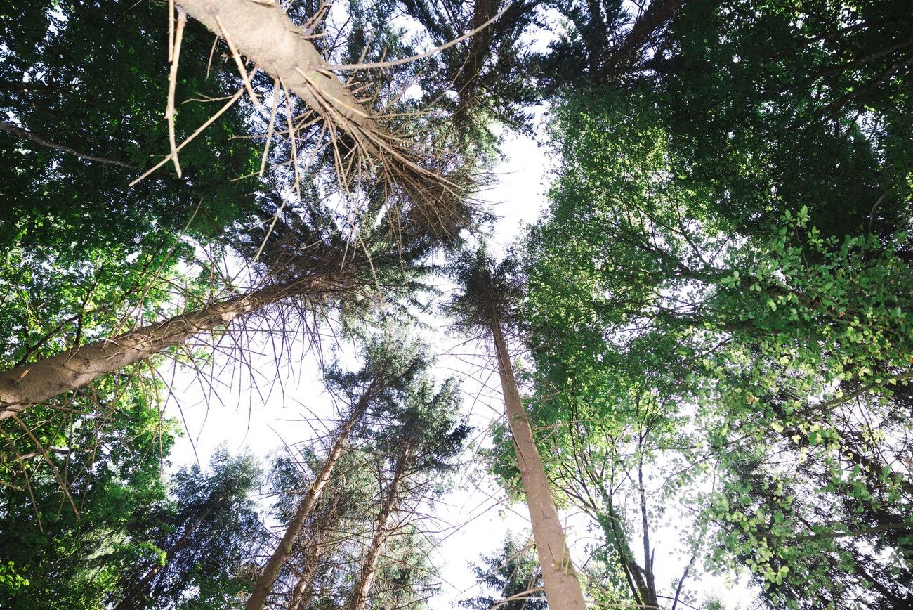 Froschperspekltive von Baumkronen