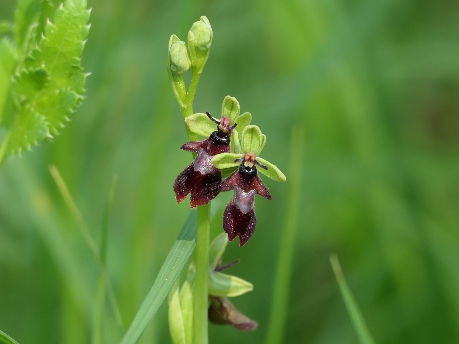 Fliegen Ragwurz Symbolbild für Bernische Botanische Gesellschaft