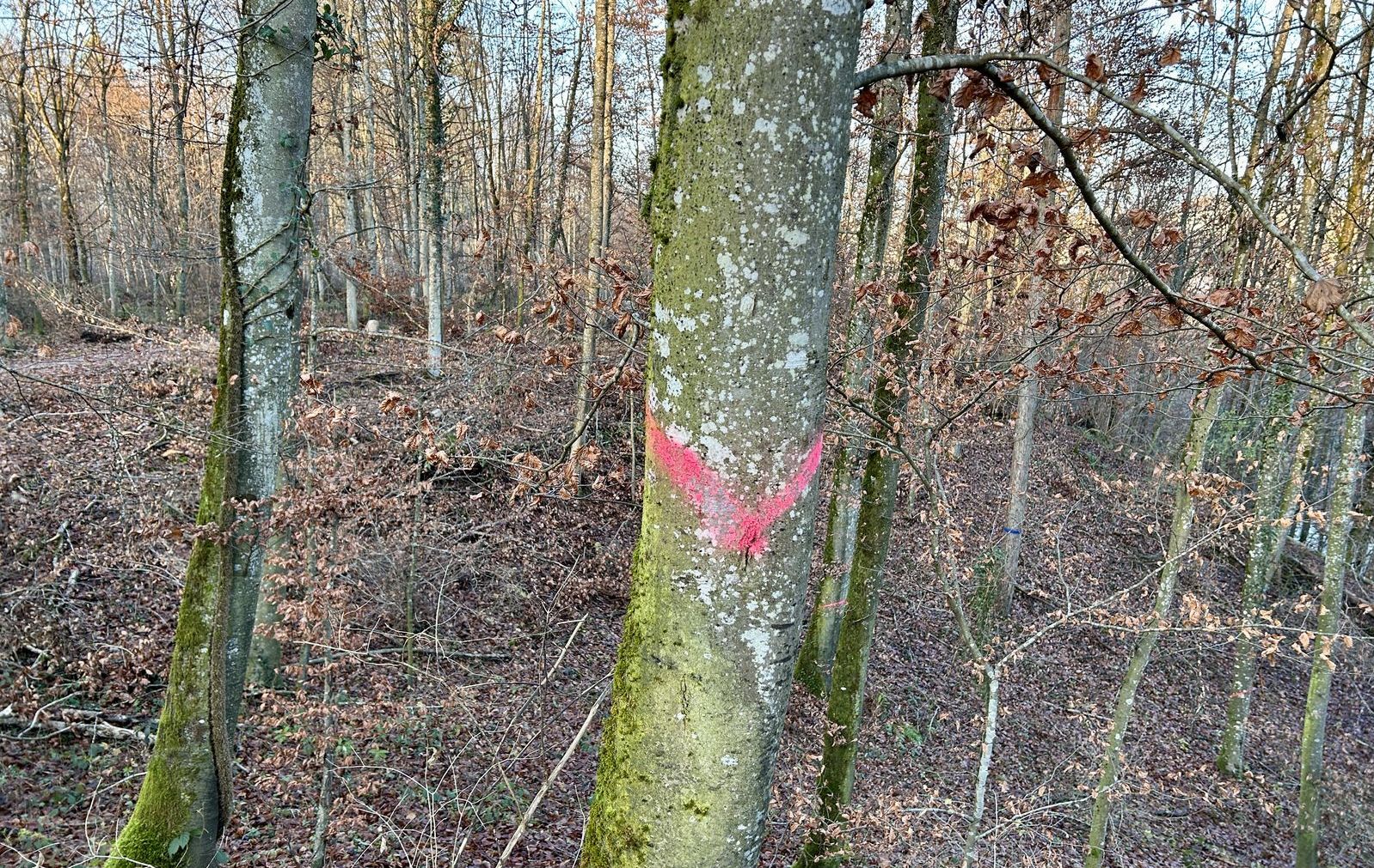 Baummarkierung leuchtpink Diagonalstreifen