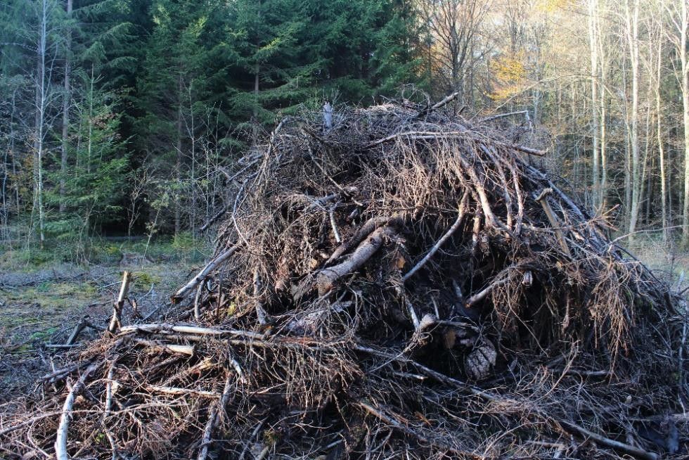 Ein Haufen von Ästen im Wald