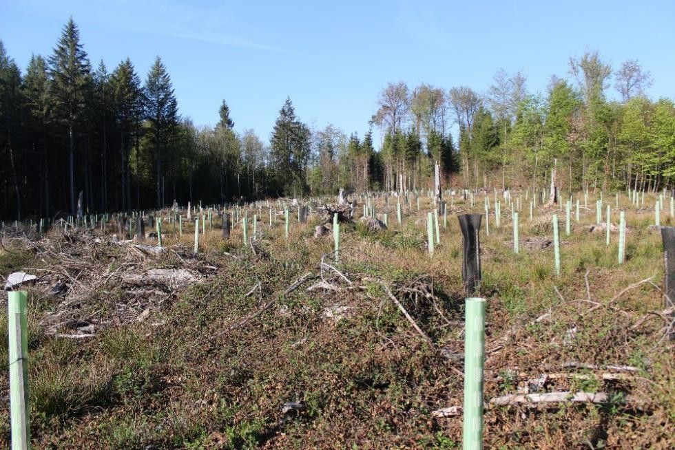 Fläche voller neu gepflanzter Setzlinge